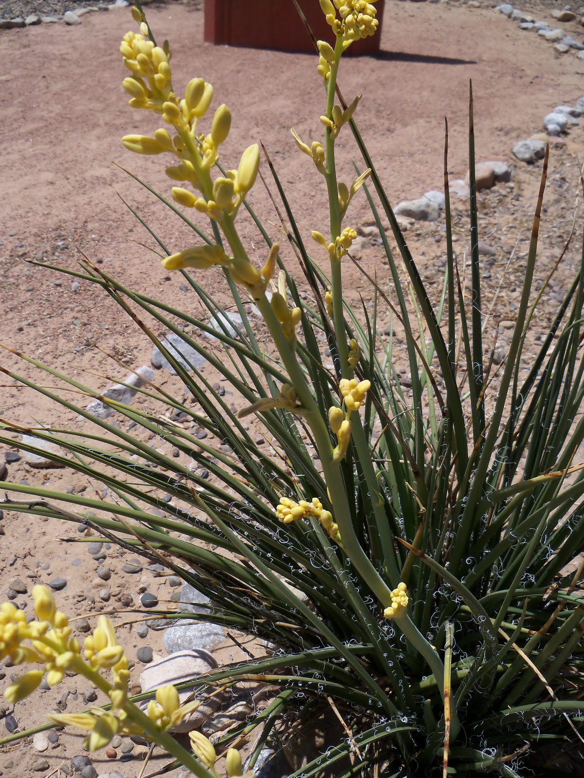Tumbleweed Crossing Yellow Yucca