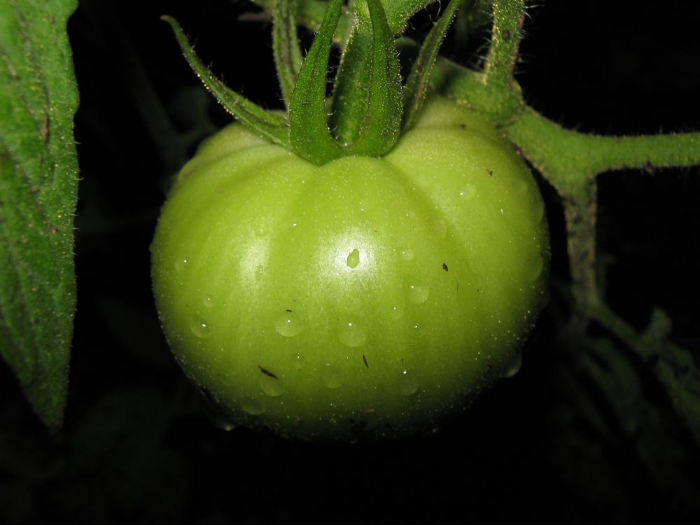 [green-tomato.jpg]