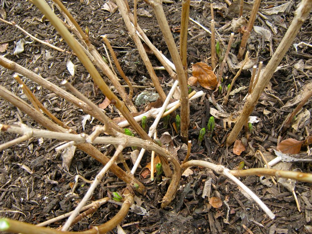 [hydrangea-sprouting.jpg]