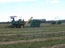 Cosecha alfalfa para silo