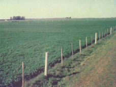 cultivo alfalfa