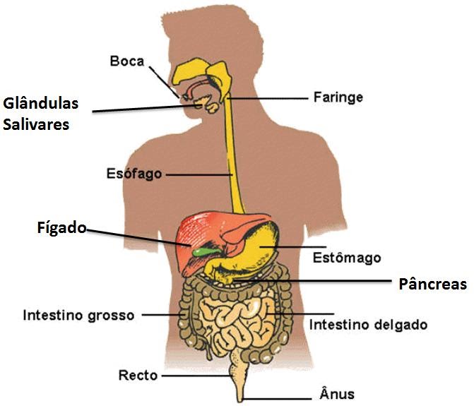 Portfolio de ciencias O aparelho digestivo Portfolio de ciencias O aparelho digestivo