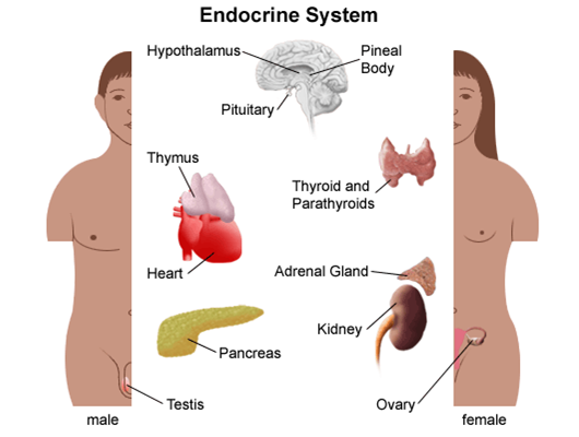 Sex Defination 31