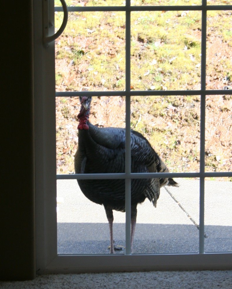[knockknock.JPG]