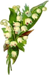 [lily-of-the-valley.jpg]