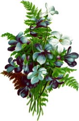 [flowers-with-ferns.jpg]