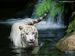 Save Tigers