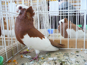 Pigeon Turkey Komorner Tumbler Standard