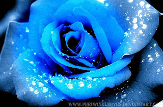 trandafiri albastrii imagini