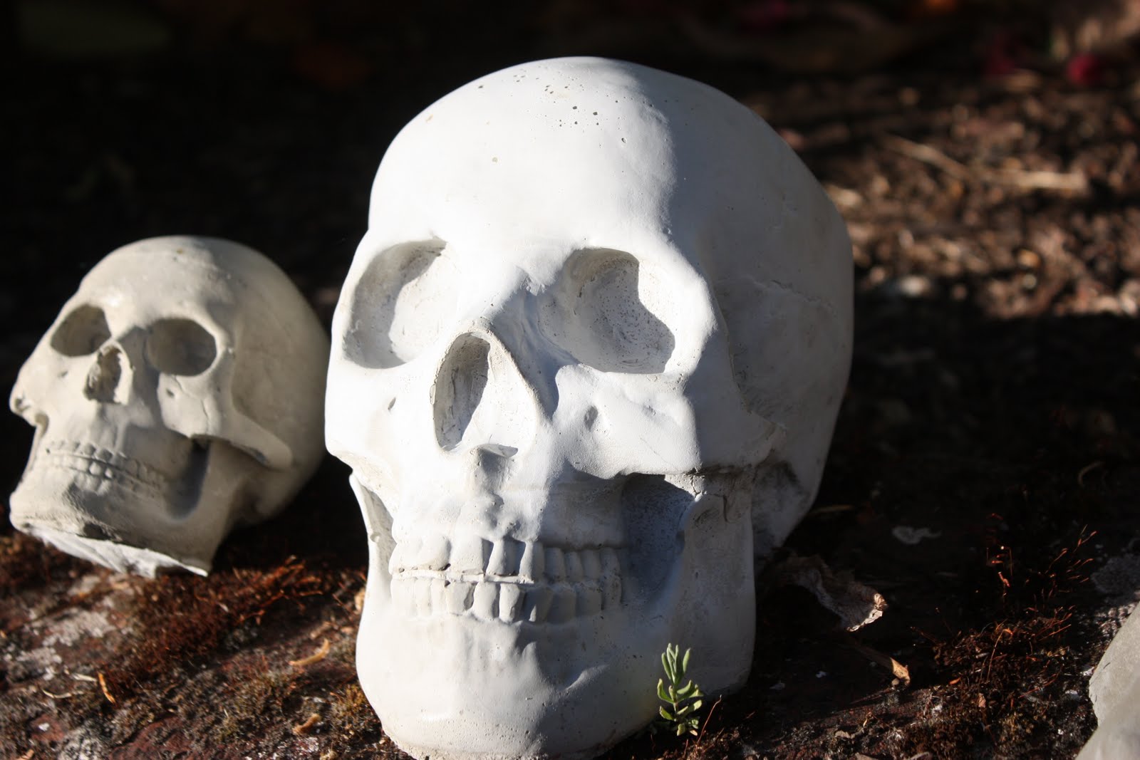 The Davis House: Cement Skulls