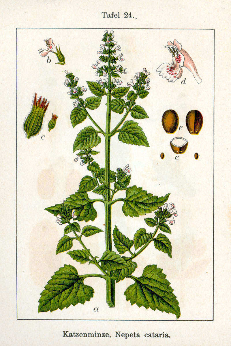 A Wizard In A Bottle Nepeta Cataria the-science-behind-catnip-s-potent-powers-explained