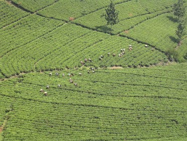 picking tender tea leaves