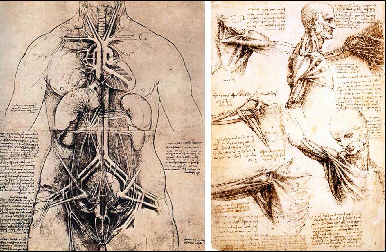 DRAWING AT DUKE The drawing of Leonardo da Vinci