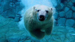Bear swimming in ocen, snow water and bear swimming hd wallpapers, water bubbles from bear mouth