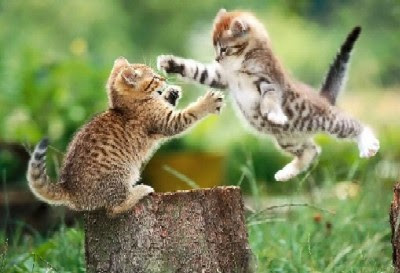 kitten-fight.jpg