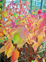 Autumn season colored leaves