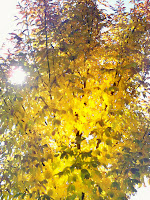 Autumn season yellow tree leaves