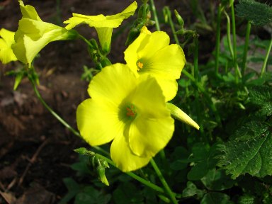 [01_flores_amarelas.jpg]