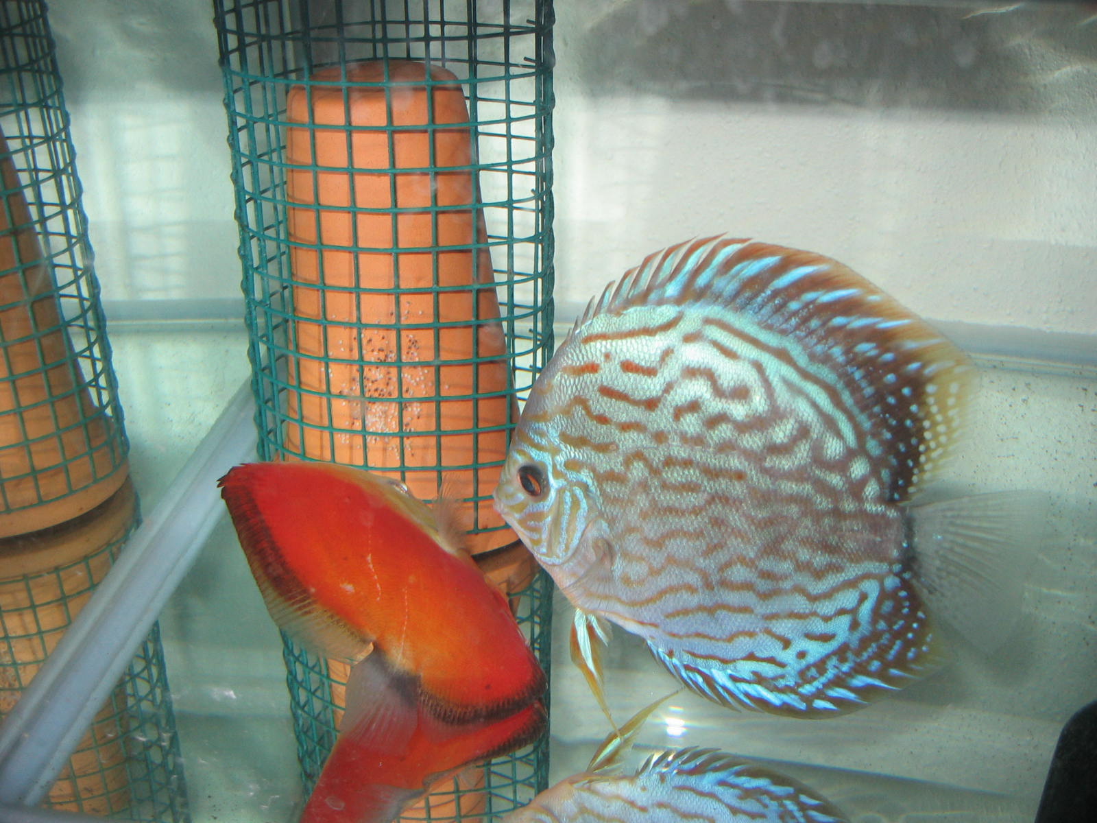 Everything about Spotted Puffer Fish How to breed Discus Fish at Home