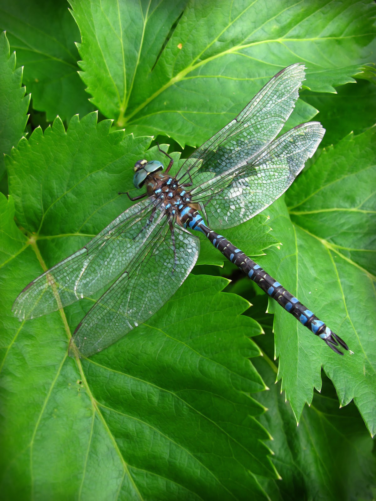 Chronicles of Whimsy: Dragonfly and I