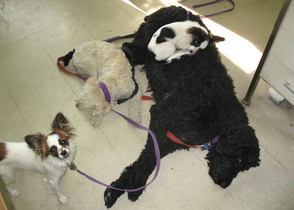 Windswept Adventure Dog Pile Photo Album