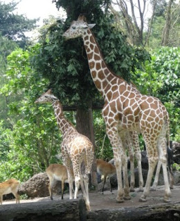 Berlibur ke Taman Safari Indonesia II Prigen Pasuruan Jatim