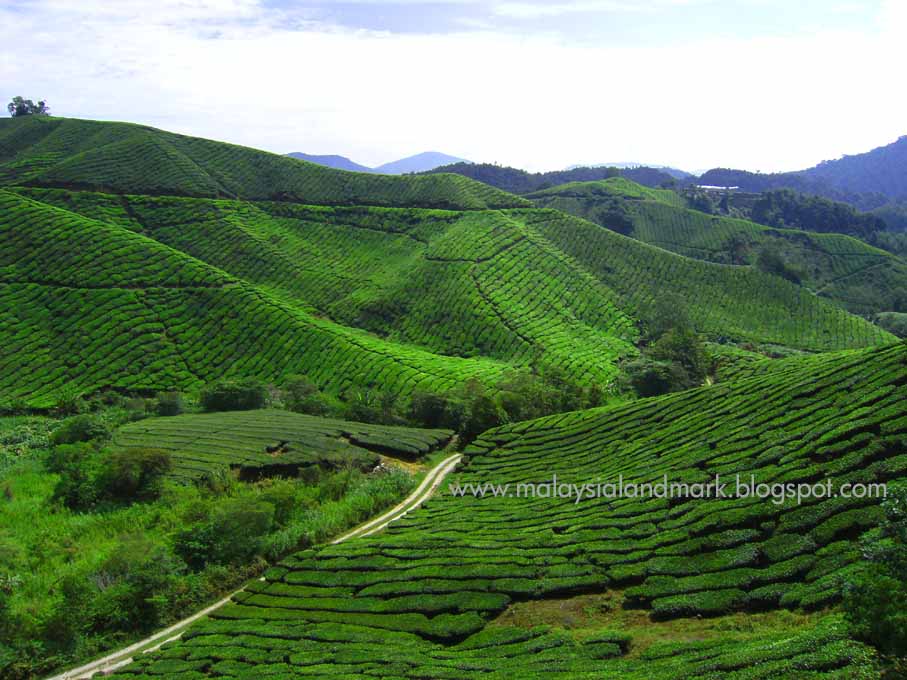 Malaysia Travel & Transportation: Cameron Highland & Tea ...