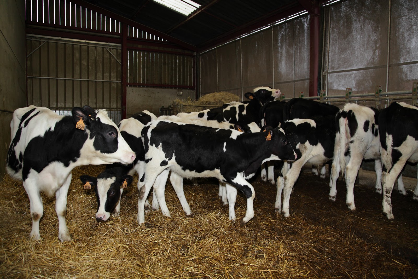 Crezancy LE TROUPEAU LAITIER PRIM 'HOLSTEIN