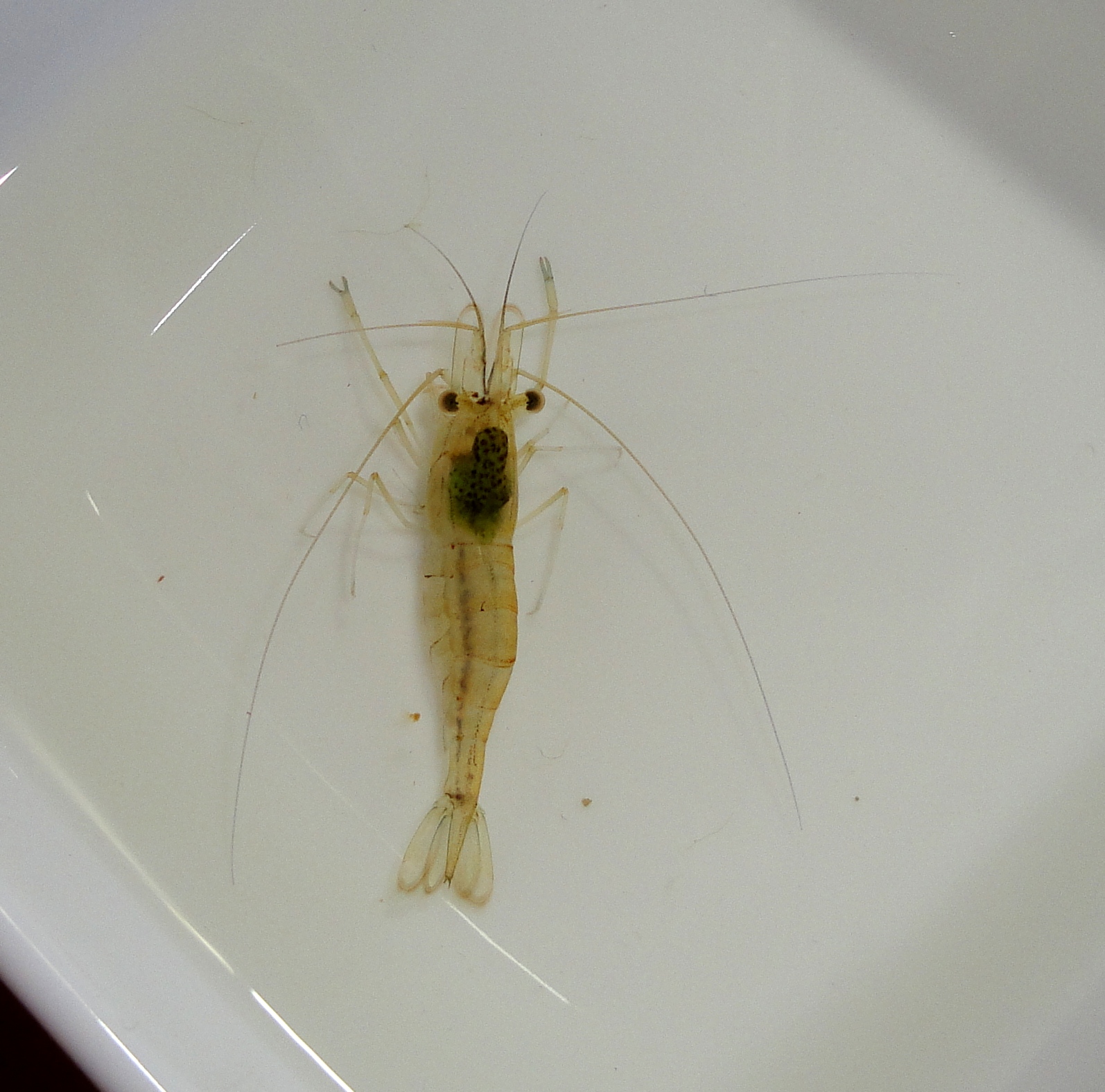 The Shrimp Tank Presentation Glass shrimp