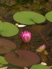 Water Lillies