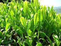la planta del te verde