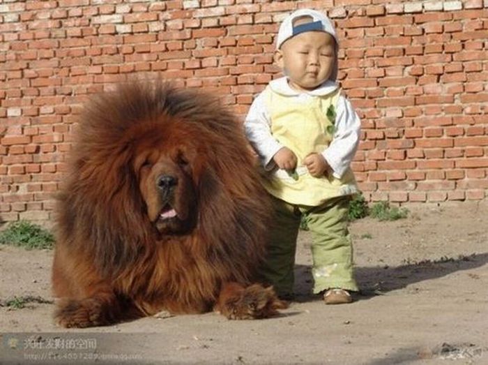 Perros leones - Imagui