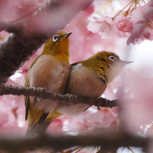 [birdsinpinkflowers.jpg]