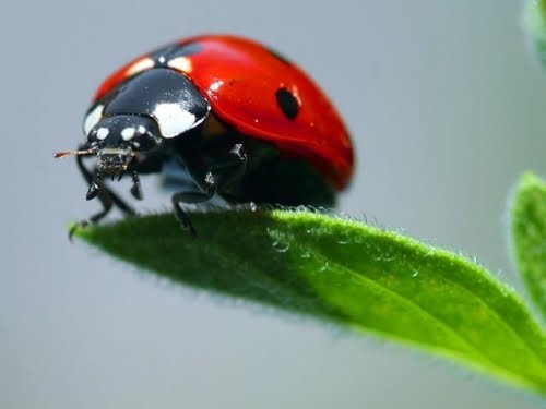 [s_ladybird1.jpg]