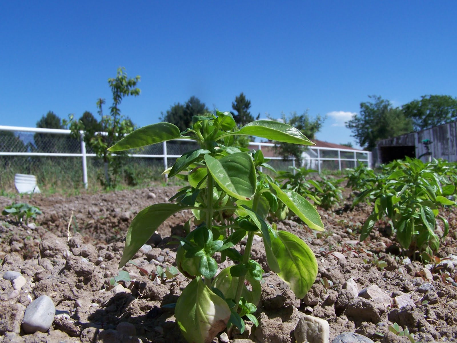 Themopinator Topping Basil