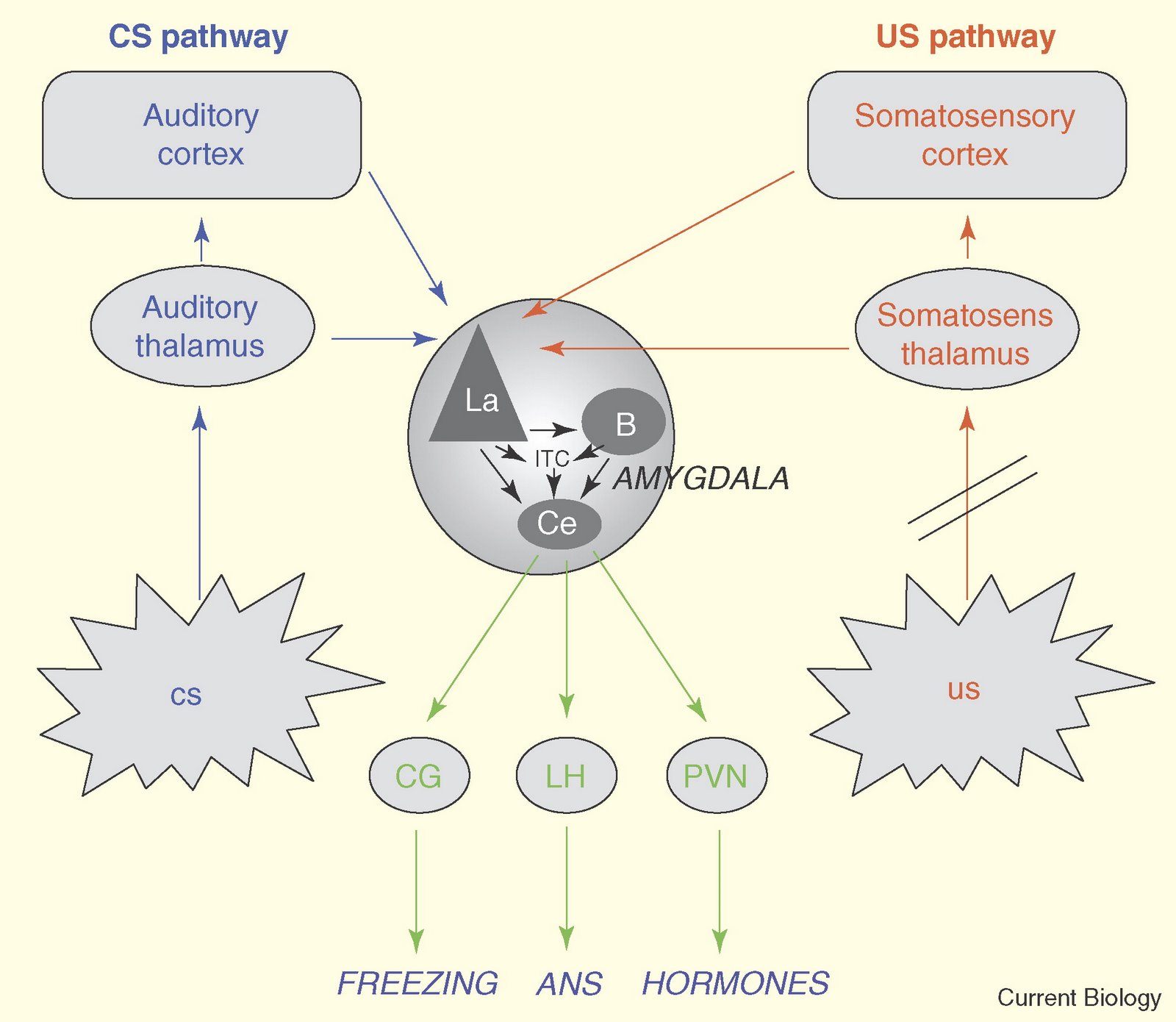 [Auditory+fear+conditioning.jpg]