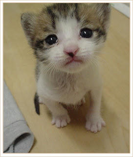 Cat.jpeg