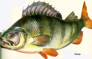 Perca, comodín en la cocina y son Pescados de nueva GENERACION 
