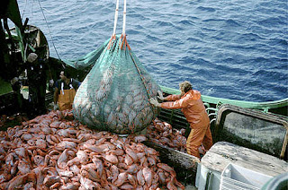 MANIPULACION a bordo clave para obtener un pescado de calidad