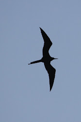 silhouette bert ernie bird flying