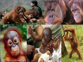 Diario de un Orangutan