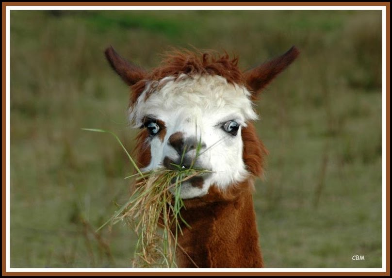 hooked on the needle Wunsapana Farm