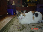 Calico named "Cat"