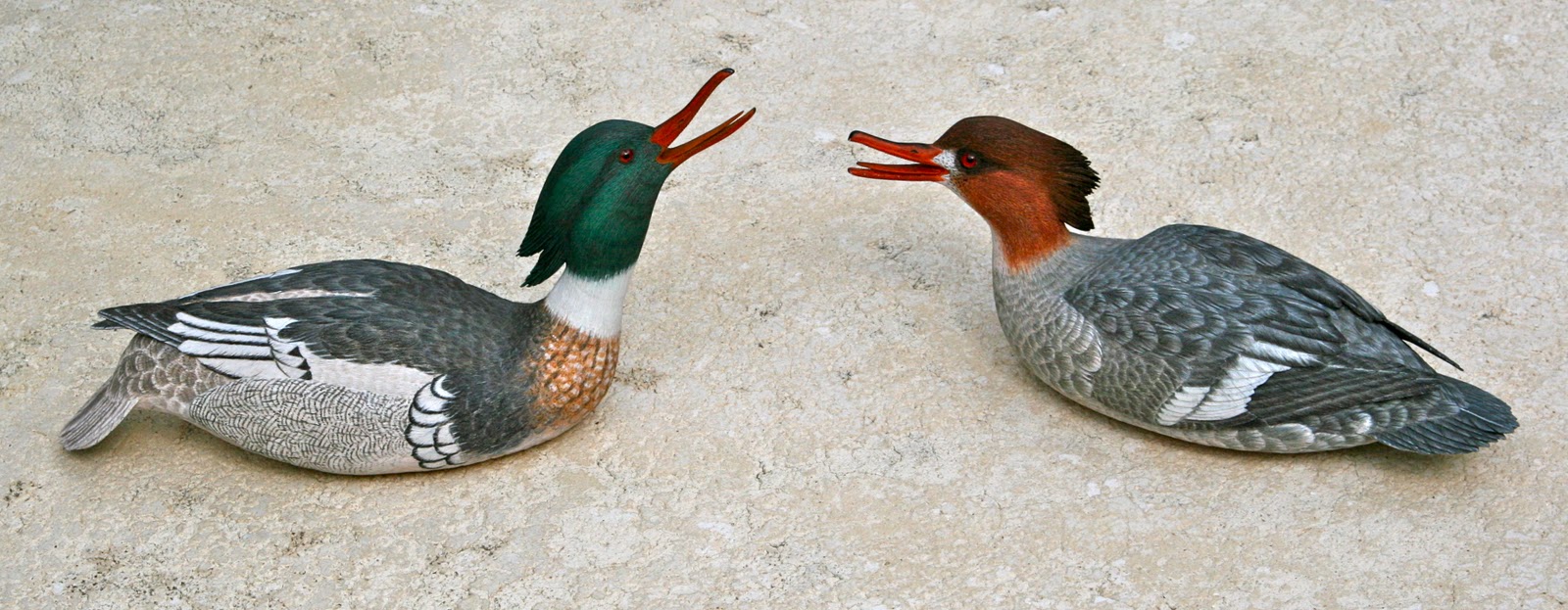 Duck Season DIVING DUCKS