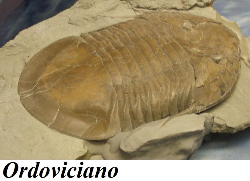 [800px-Isotelus_brachycephalus.jpg]
