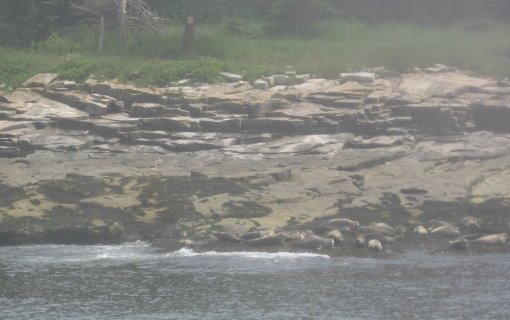 [Egg+Island+seals+close_1_1.jpg]