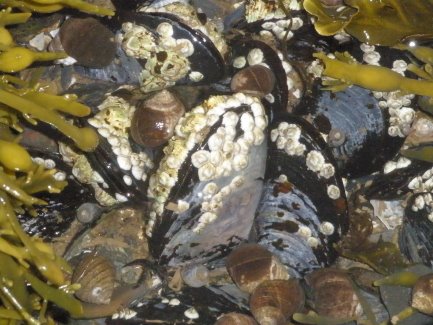 [tidal+pool+by+Cara_1_1.JPG]