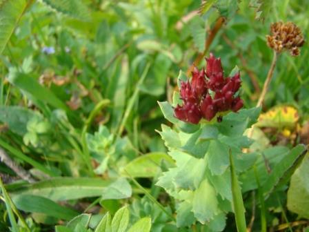 [7-9+Hatchers+Pass+(19).JPG]