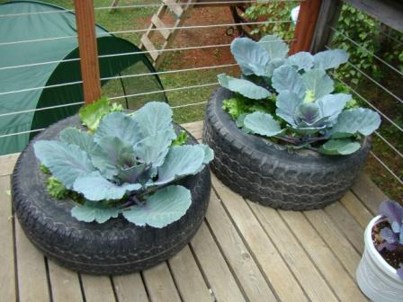 [6-15+container+garden.JPG]