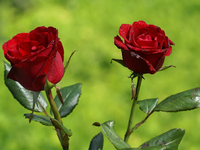 dos+rosas+rojas.jpg